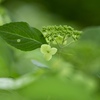 夏の緑