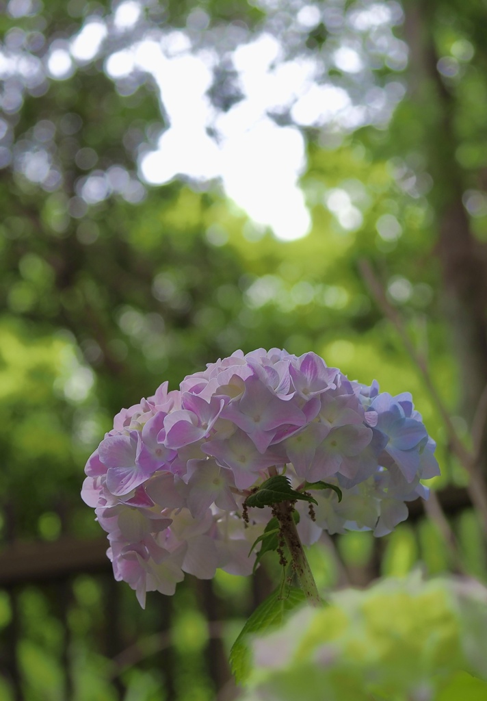 カラフルな紫陽花