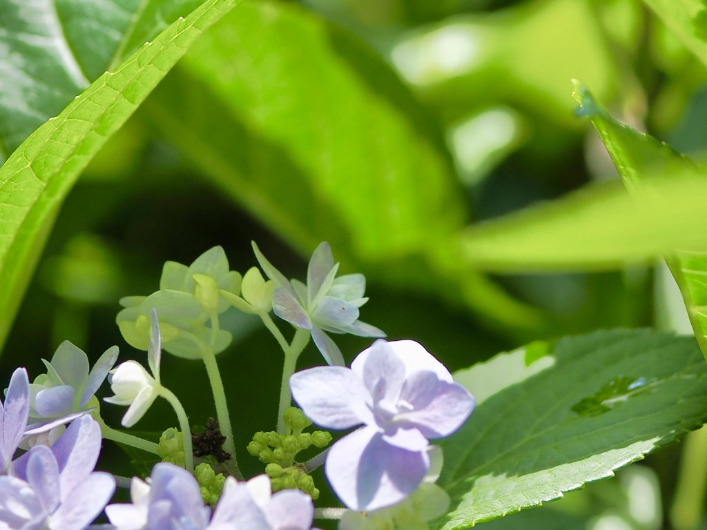 深窓の紫陽花