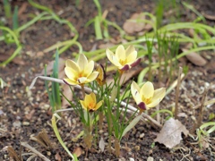 春の花　④