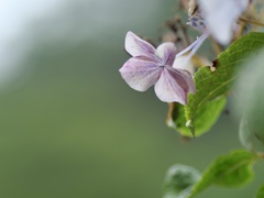 霧の中の紫陽花
