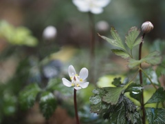 春を告げる花