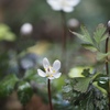 春を告げる花