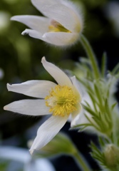 春の花　～オキナグサ