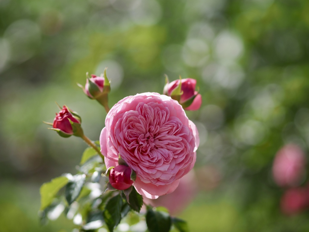 ゴー☆ジャスに咲く薔薇