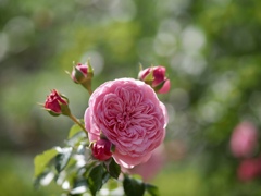 ゴー☆ジャスに咲く薔薇