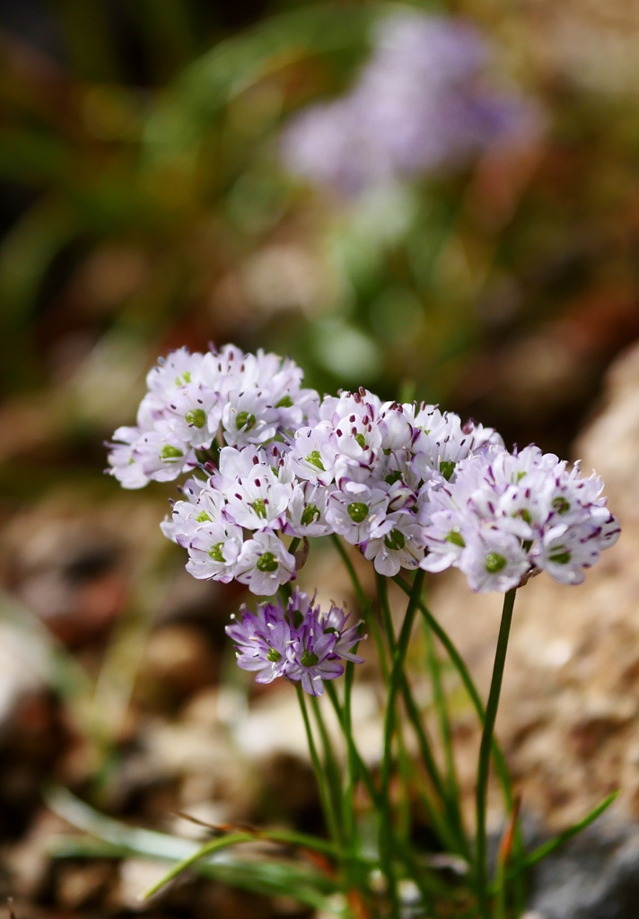 イトラッキョウ
