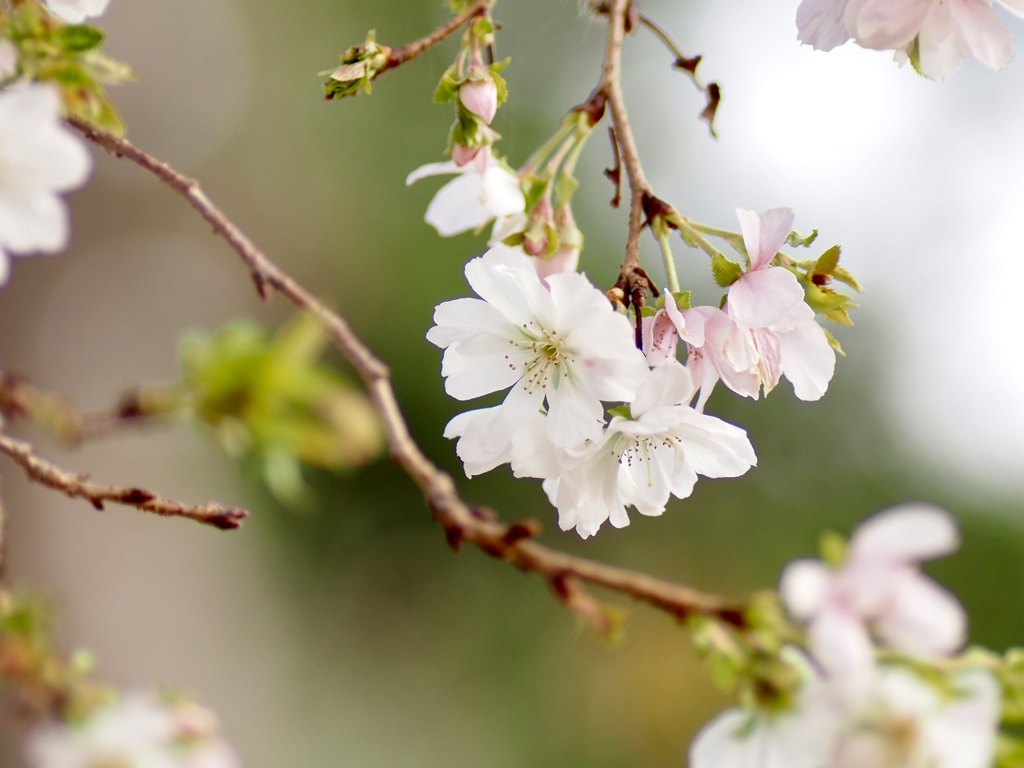 ジュウガツサクラ