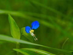 露草