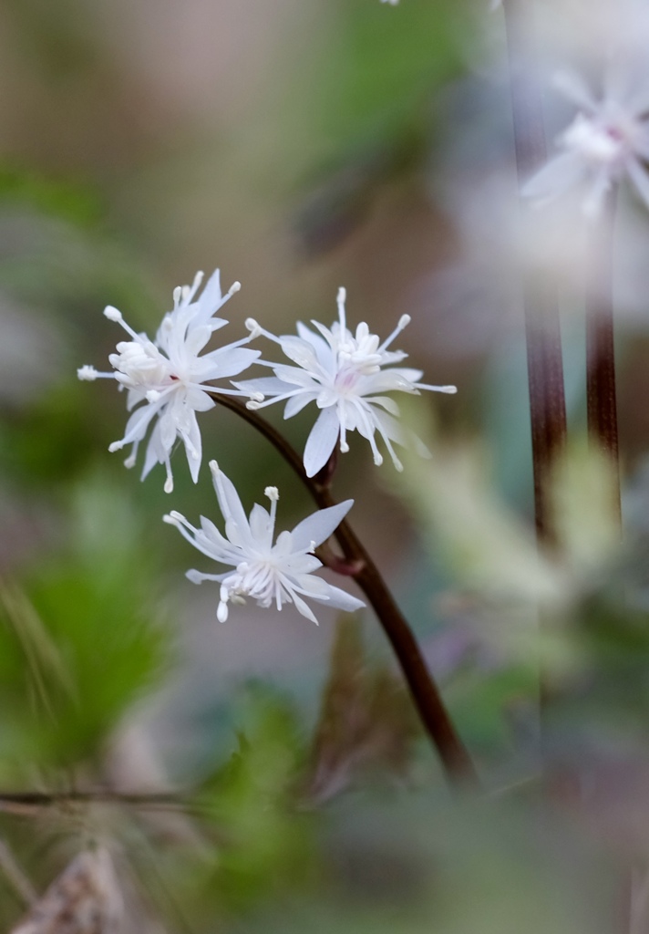 コセリバオウレン