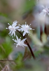 コセリバオウレン