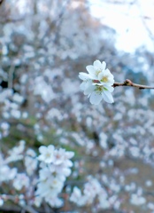 冬桜　Ⅱ