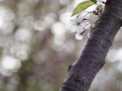 四月の桜