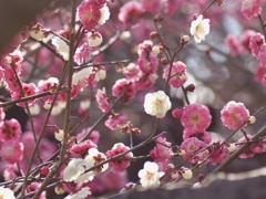 華やかに