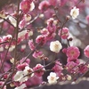 華やかに