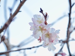 冬桜　Ⅷ
