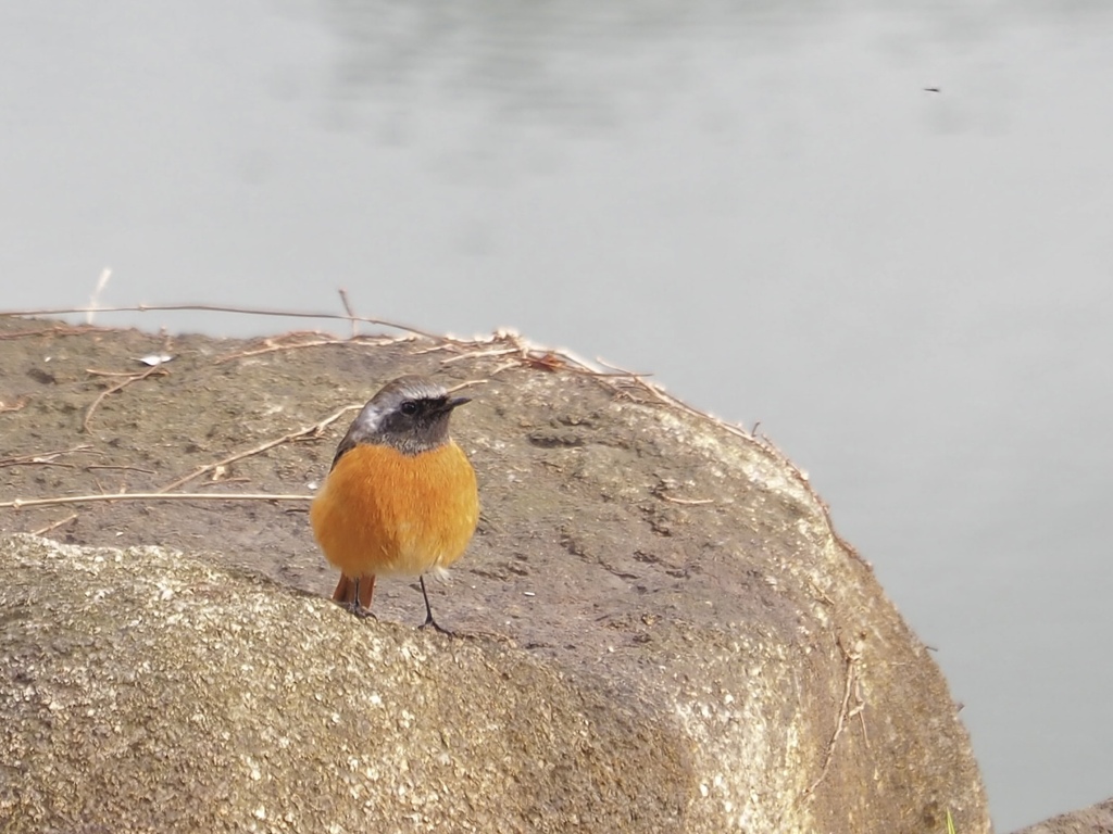 外堀にいた野鳥