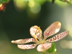 シベでアスタリスク
