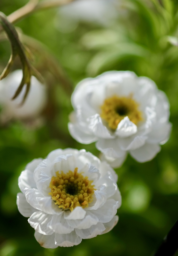 花かんざしの花
