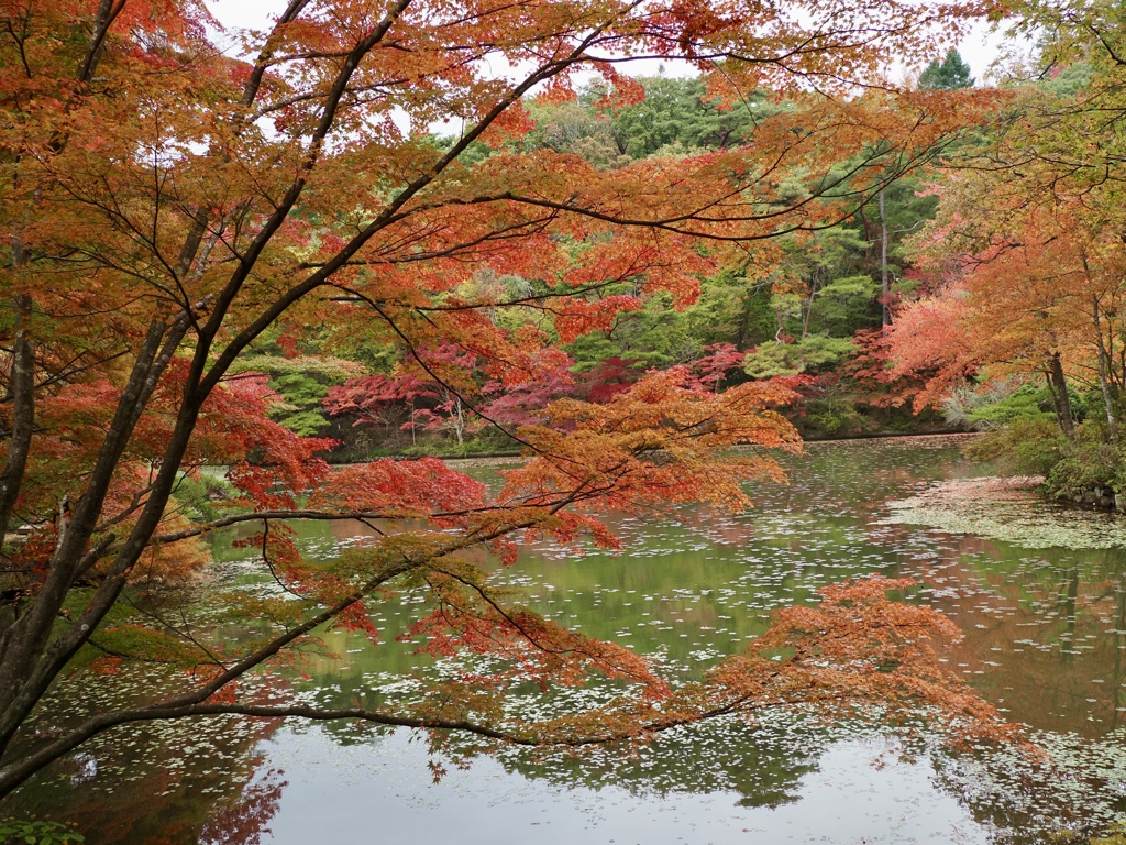 紅葉