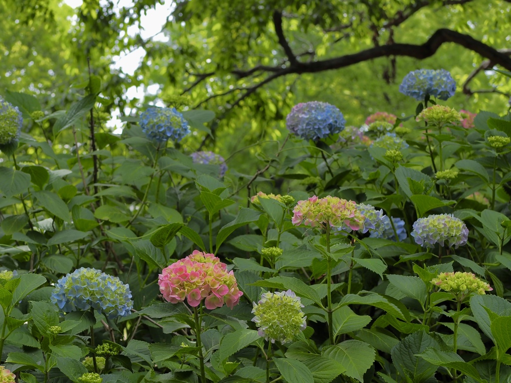 紫陽花が色づき始めました
