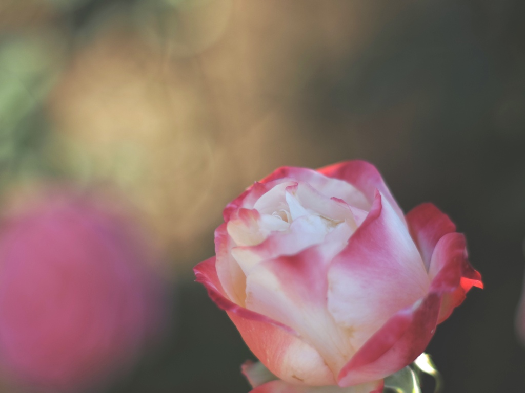 秋薔薇