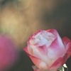 秋薔薇