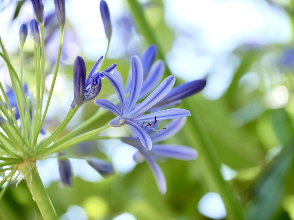 花火のように咲きたいな