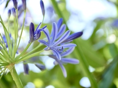 花火のように咲きたいな
