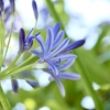 花火のように咲きたいな