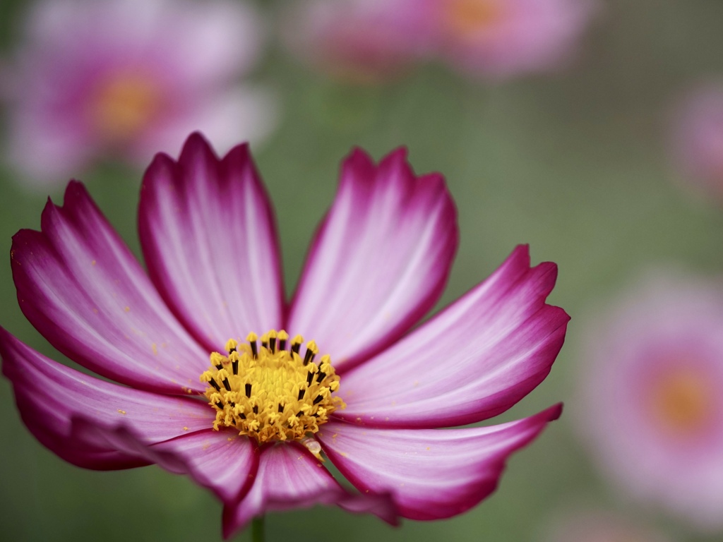 秋桜