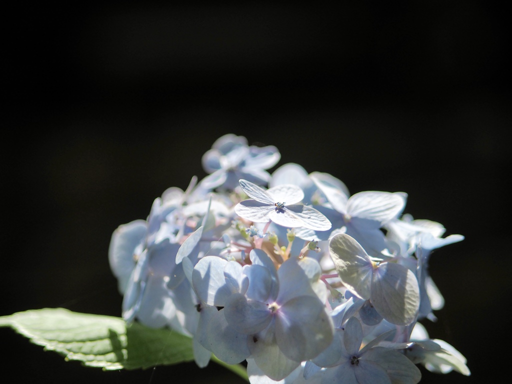 久安寺の紫陽花　③