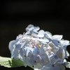 久安寺の紫陽花　③