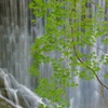 夏の布引の滝