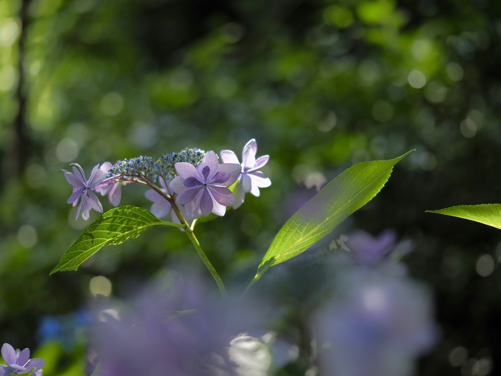 紫陽花