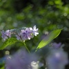 紫陽花