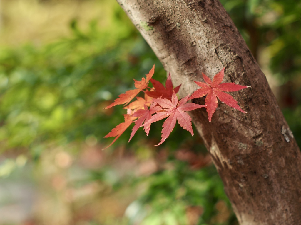 紅葉