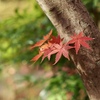 紅葉