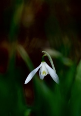 スノードロップ