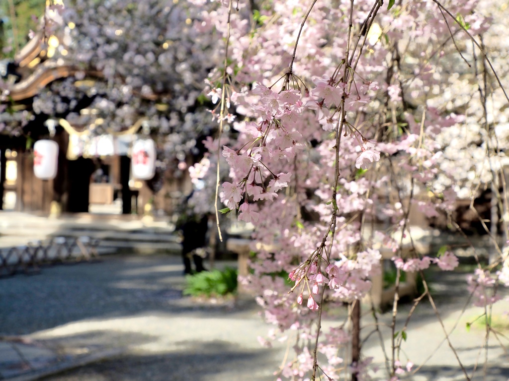 平野神社の枝垂れ桜