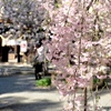 平野神社の枝垂れ桜