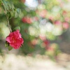 晴れた日の山茶花