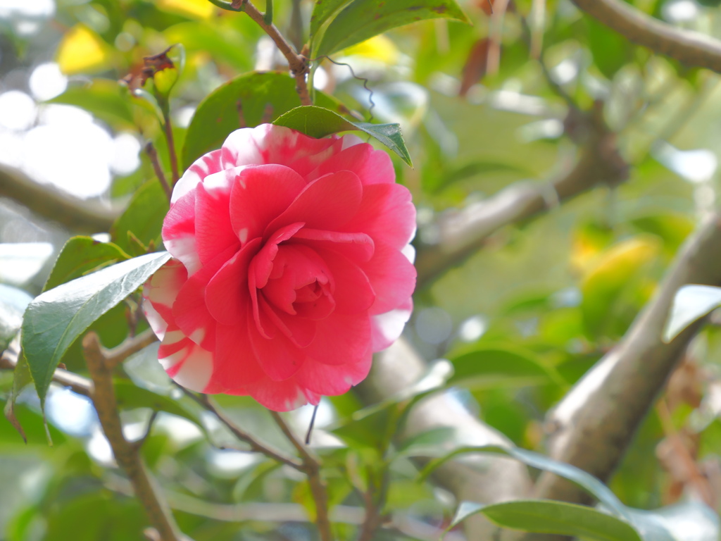 菊冬至