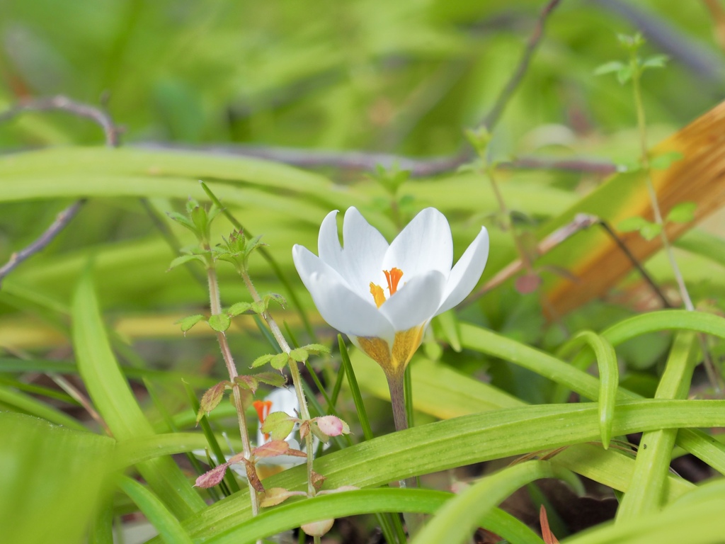 春の目覚め