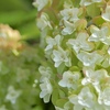 久安寺の紫陽花　②