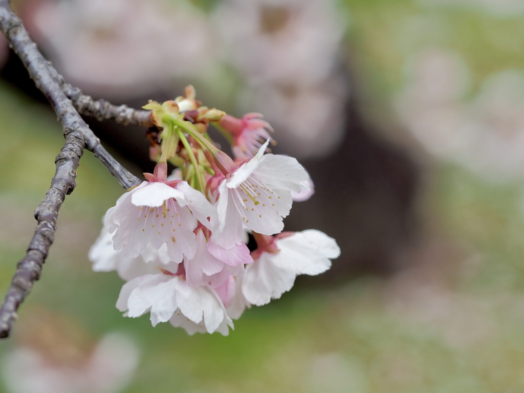 大寒桜　①