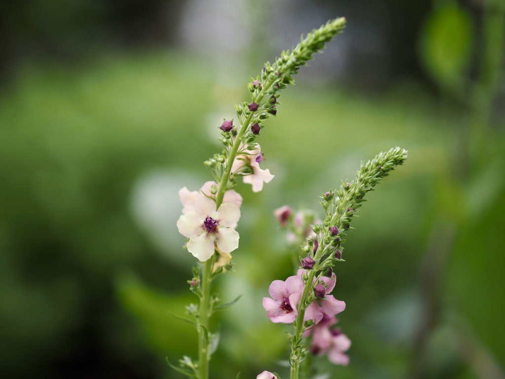 可愛く咲いていた花