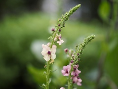 可愛く咲いていた花