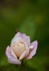 秋薔薇も咲き始めました