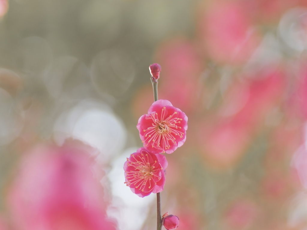 梅の簪